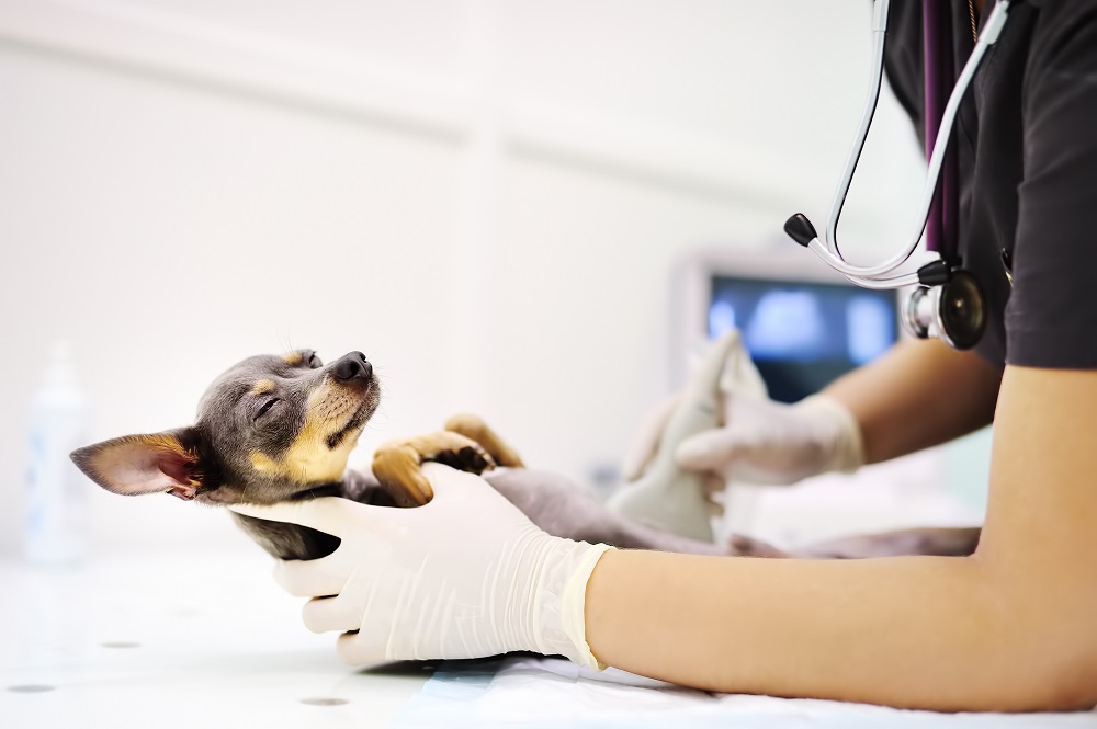 Abdominal Ultrasound